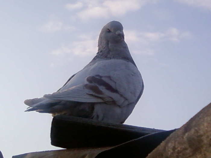 SP_A3056; de vanzare
