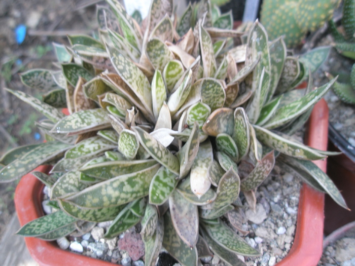 Gasteria liliputana v. variegata - 2009; Colectia: Andre

