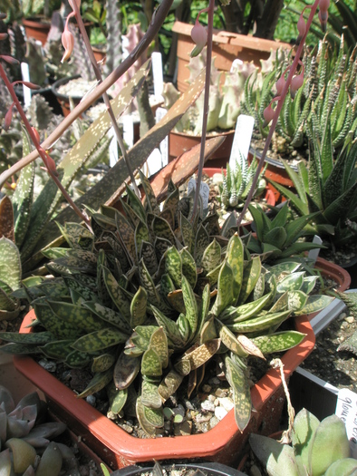 Gasteria liliputana f. variegata - 2010; Colectia: Andre
