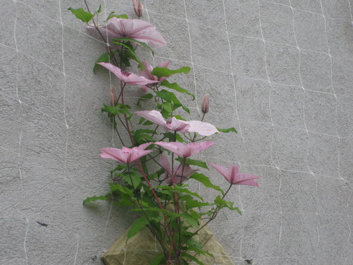 007 - clematis