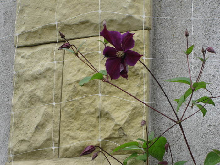 Copy (4) of poze acoperis 059 - clematis