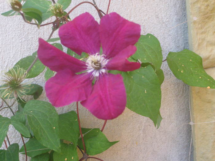 Copy of note 138 - clematis