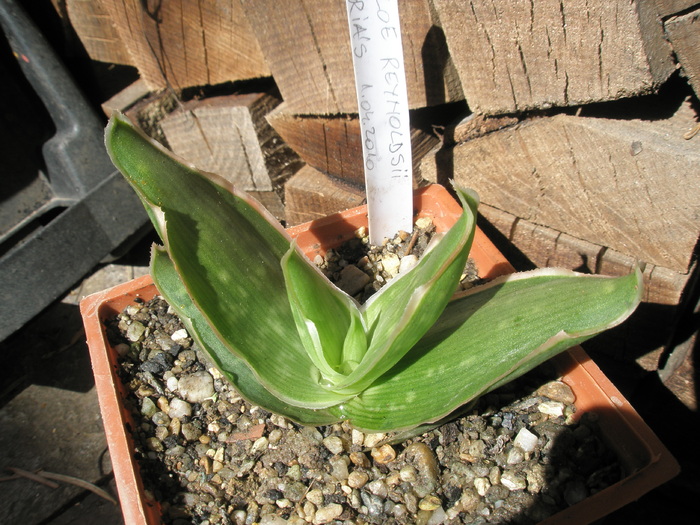 Aloe reynoldsii - 04.2010; Colectia: Andre
