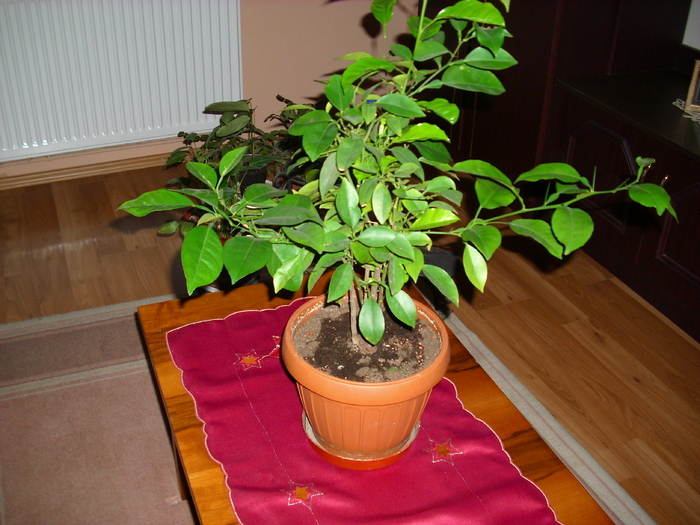 lamai - plante de interior