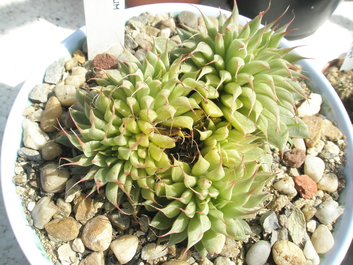 Graptopetalum filiferum - 2009; Colectia: Andre
