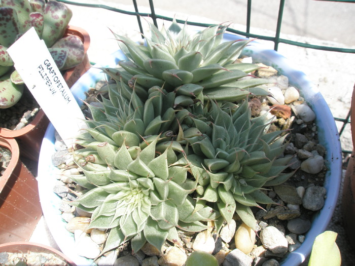 Graptopetalum filiferum - 05.2010 - filiferum