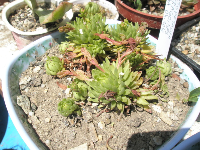 Graptopetalum saxifragoides - 05.2010; O planta dificila, care a fost arsa de soare si a murit! Andre
