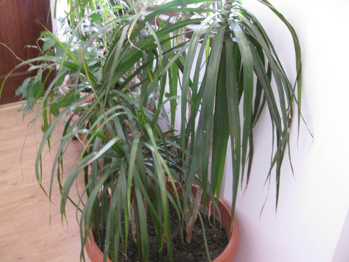 note 157 - dracena