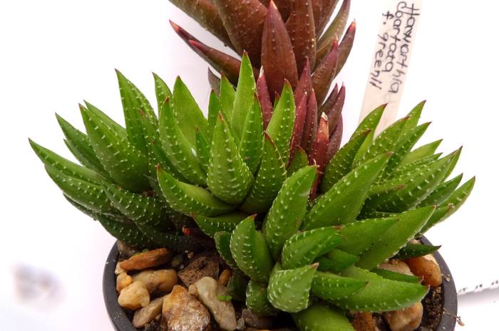 Haworthia coarctata fma. greenii - coarctata