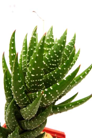 Haworthia coarctata v. adelaidensis; Colectia Gino
