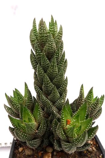 Haworthia coarctata v. chalwinii - coarctata