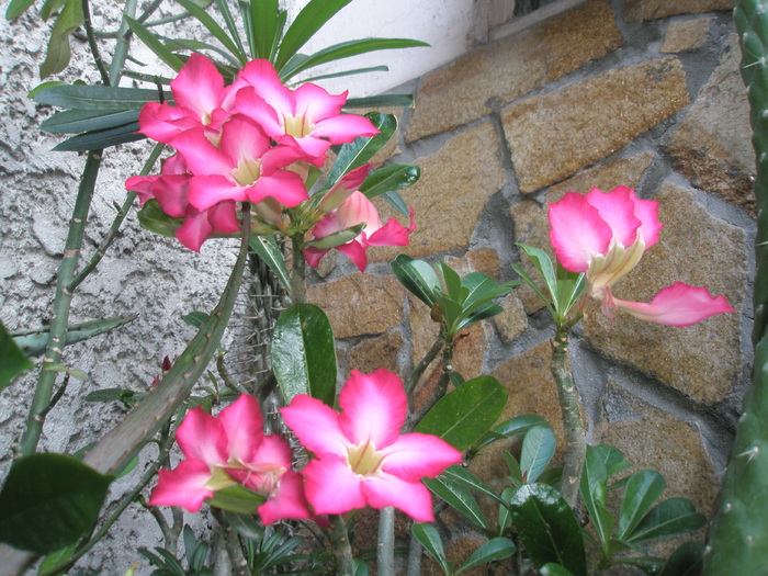 Adenium obesum - 2010; Colectia: Andre
