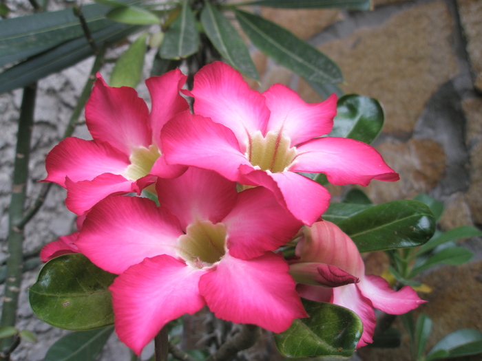 Adenium obesum - flori - obesum