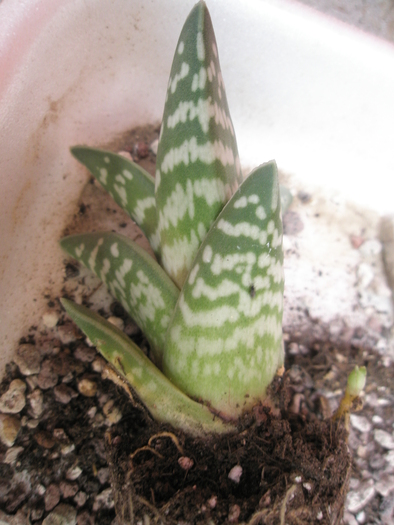 Aloe variegata - 2009; Colectia: Andre
