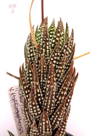 Haworthia reinwardtii v. kaffirdritensis1; Colectia Gino
