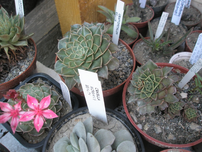 3 Graptopetalum bellum - 2009; Colectia: Andre
