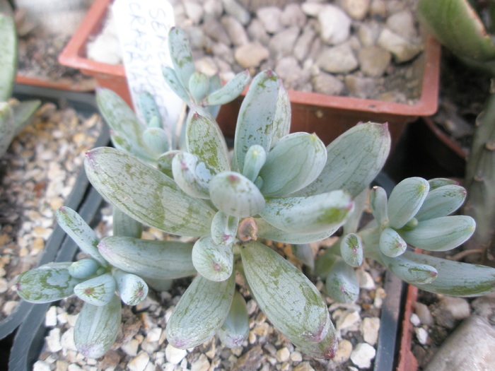 Senecio crassulaefolius - 2009; crassulaefolius
