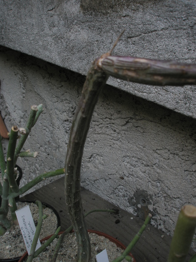 Senecio stapeliformis v. minor - 2010; Colectia: Andre
