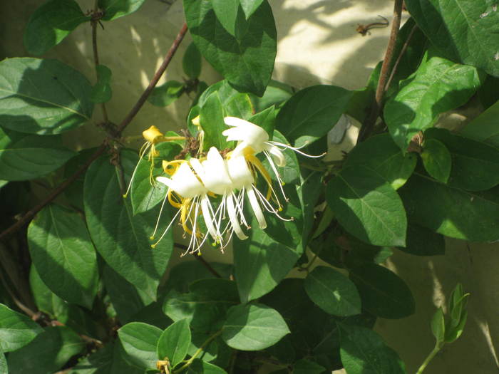 006 - lonicera