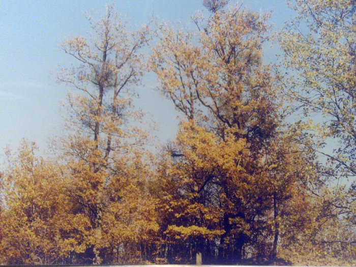 la poale de munte toamna - ApiCarpatica