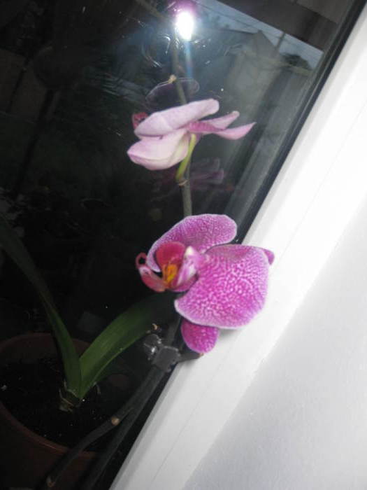 vara 289 - orhidee
