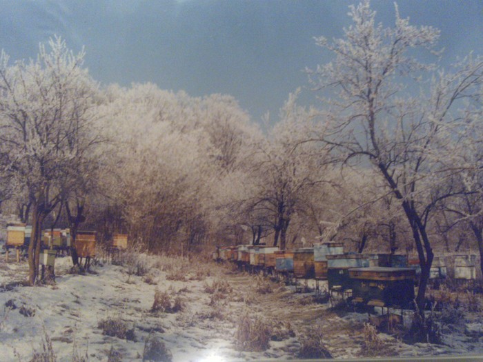 iernare-stationari vechi - ApiCarpatica