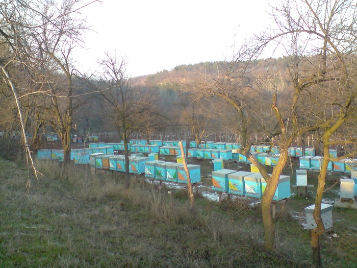 Soare zgarcit de primavara - ApiCarpatica