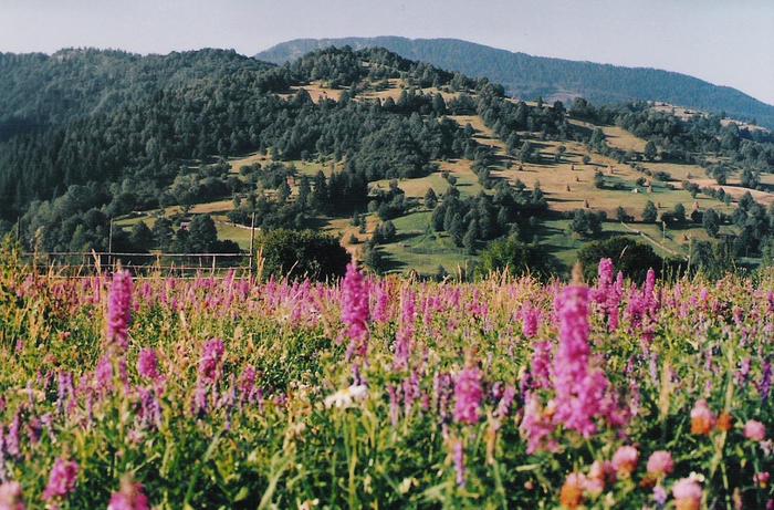 Dimineata-de-august-in-Maramures