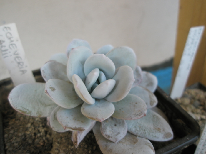 Echeveria lauii - 2009 - lauii