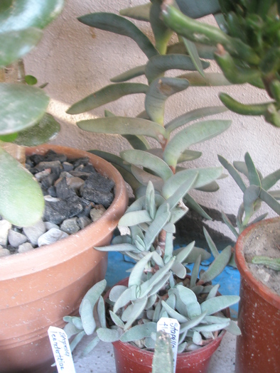 Crassula falcata - 2009; Colectia: Andre
