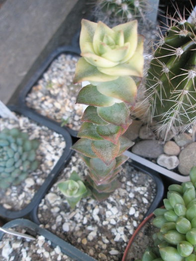 Crassula marneriana - 2009; Colectia: Andre
