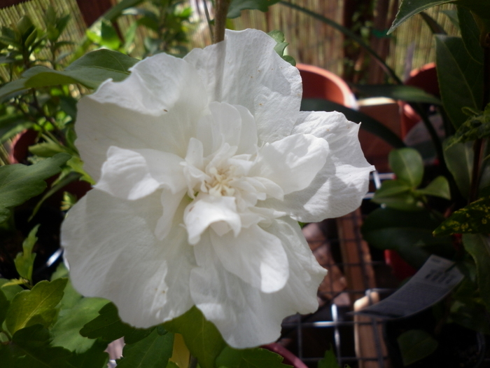 Hibiscus syriacus "Notwoodtwo" White Chiffon - White Chiffon