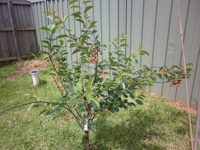 Visin in Decembrie :); 13.12.10
