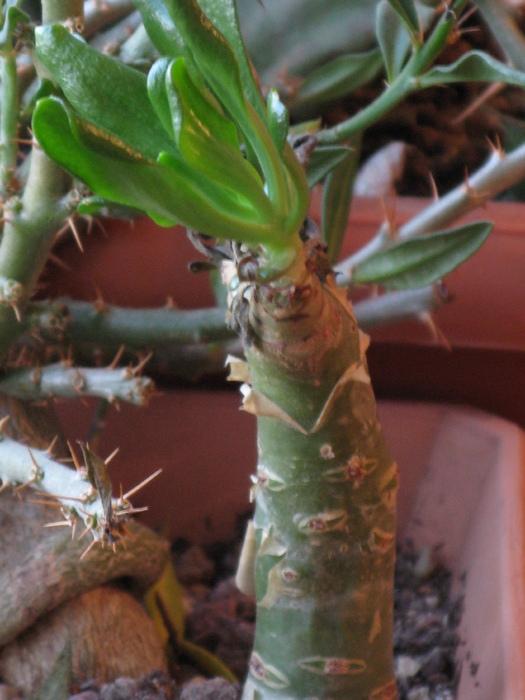 Tylecodon paniculatus