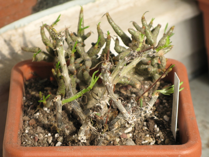 Tylecodon striata (planta din fata) - Tylecodon