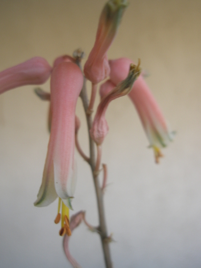 Aloe descoingsii - floare; Colectia: Andre
