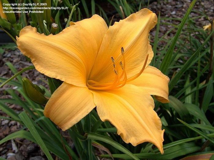 44. Lolita - HEMEROCALLIS