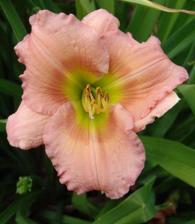 47. Magic Kiss - HEMEROCALLIS