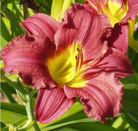 56. Pardon Me - HEMEROCALLIS