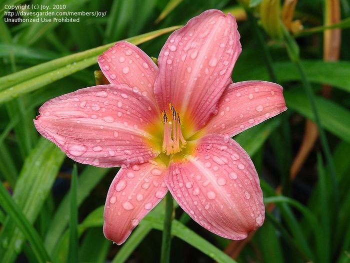 58. Patricia Fay - HEMEROCALLIS