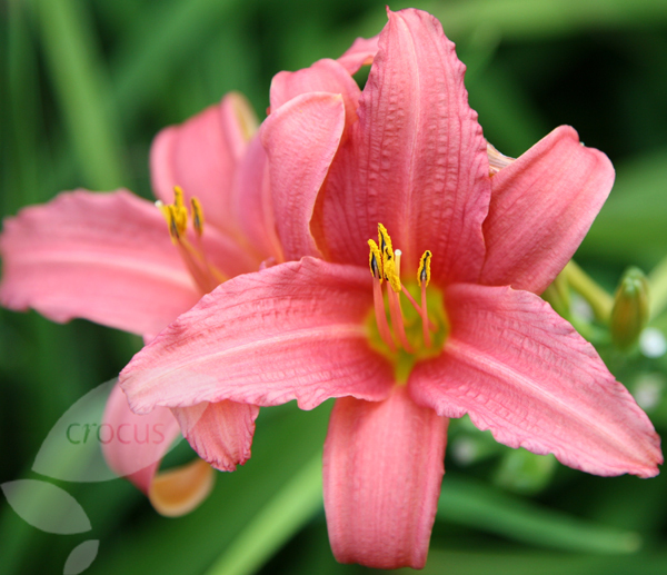 59. Pink Damasc - HEMEROCALLIS