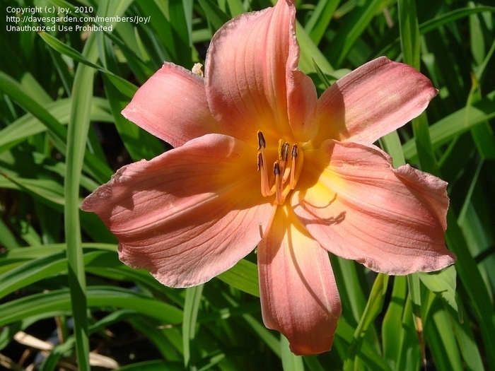 63. Rhodora ? - HEMEROCALLIS