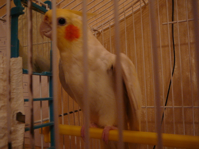 My parrot - PAPAGALUL  MEU