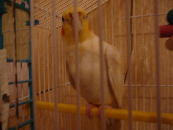 My parrot - PAPAGALUL  MEU