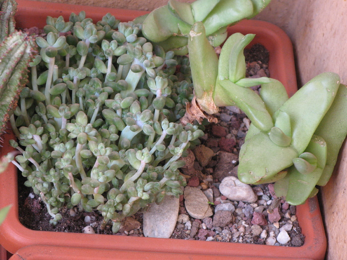 Lemnophyllum guttatum (dreapta)