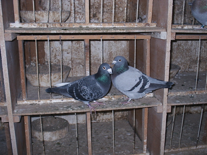 2022 - My Pigeons