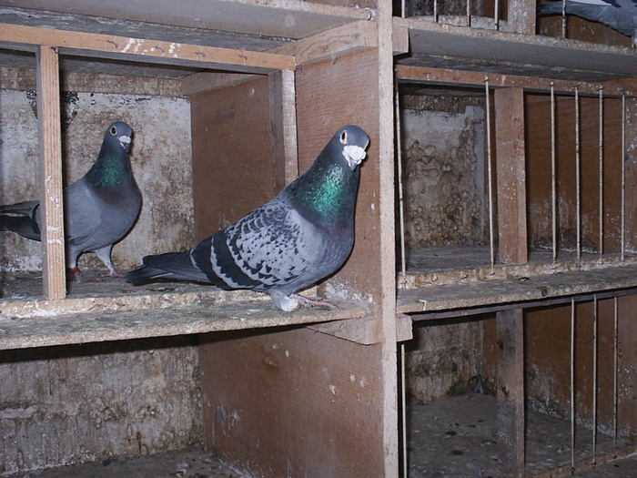 2026 - My Pigeons