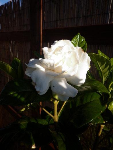 gardenia; 14.12.10 s-a pus serios pe inflorit...
