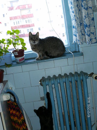 Dida in fereastra - pisicile familiei