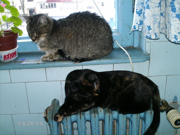 " e cald caloriferul asta.." - pisicile familiei